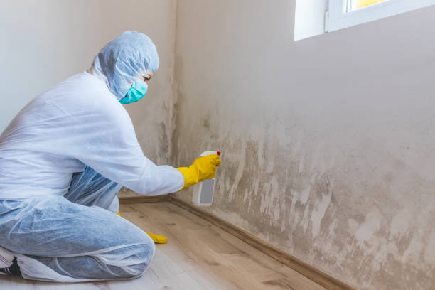 Professional mold removal team in York